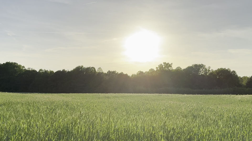 Sunset over the field